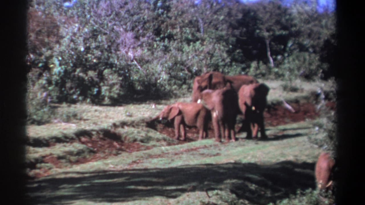 Several elephants stand and forage in a grassy clearing bordered by brush.