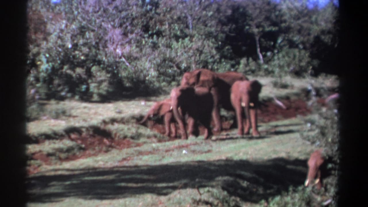 Elephants cluster near a muddy patch with brush behind them.