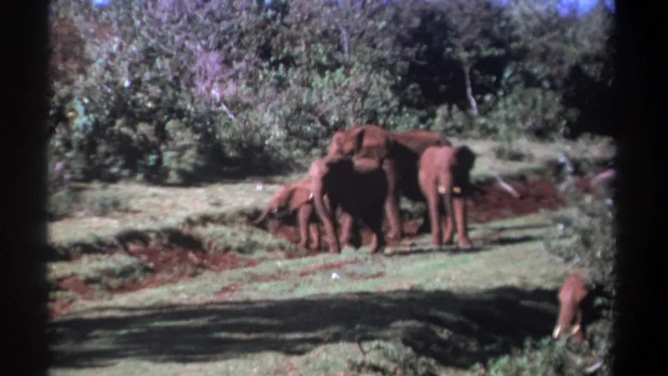 Adult elephants and a calf remain grouped near a muddy patch in a Kenya wildlife scene captured on 8mm film.
