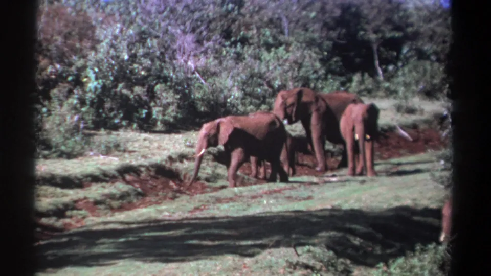 An elephant moves away from the cluster as other elephants stay near the brush in this 1969 Kenya home-movie frame.