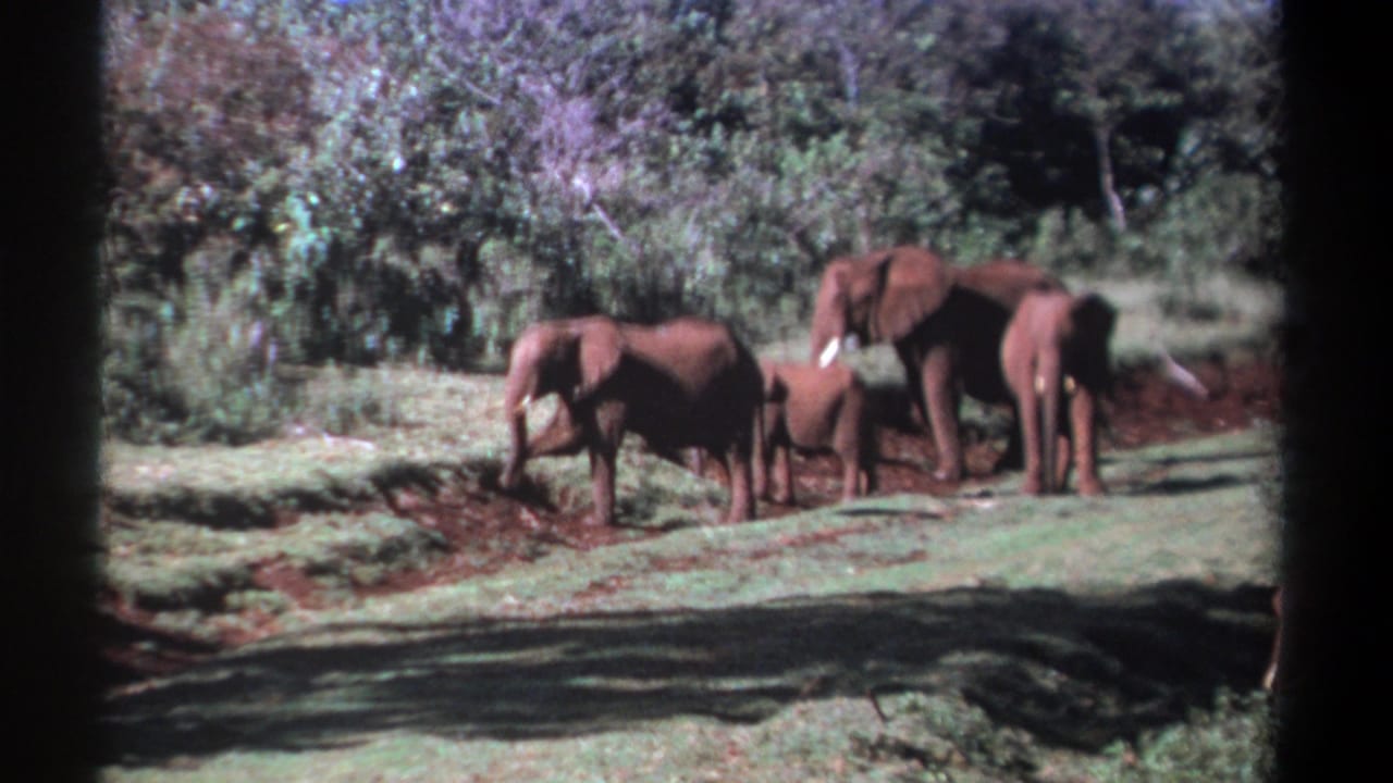Three elephants, including a calf, graze near dense bush on grassy terrain.
