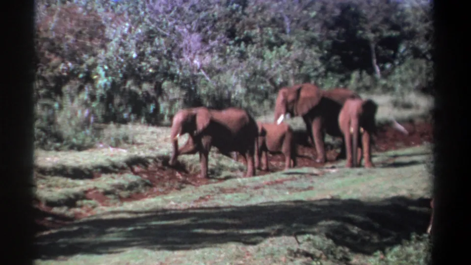 In Kenya 1969 home-movie footage, three elephants and a calf graze beside dense bush on reddish, grassy ground.