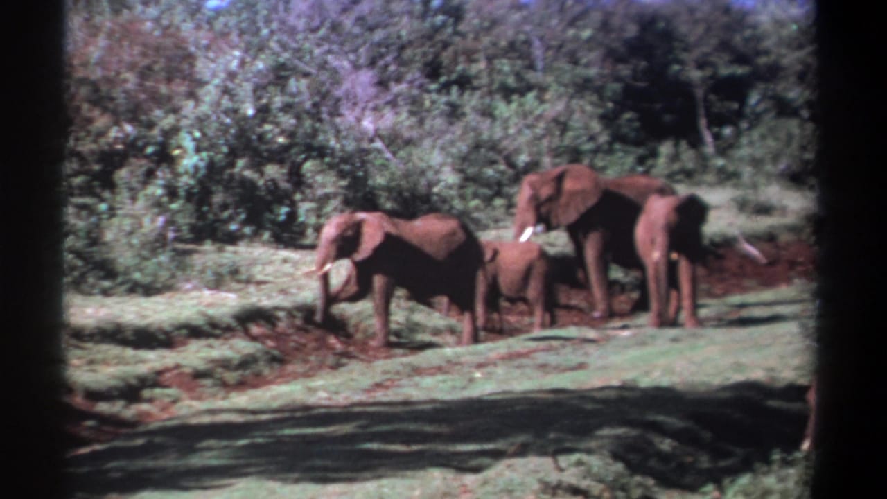 Elephants stand and graze near brush, with a calf partly visible between adults.