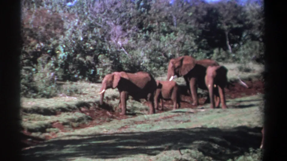 The 1969 Kenya 8mm frame shows elephants grazing in a small clearing with thick bush behind them.