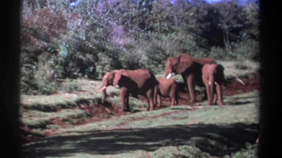Near the end of the Kenya 1969 clip, three elephants cluster by the bush with a calf close to the adults.