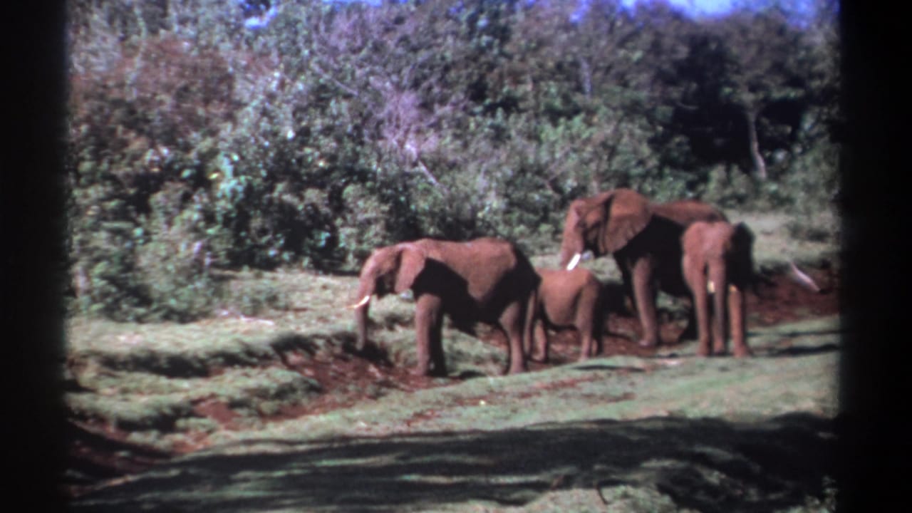 Elephant herd with calves walking near trees on grassy ground.