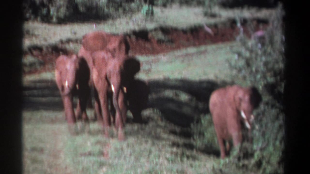Adult elephants and a calf facing the camera in grassy habitat.