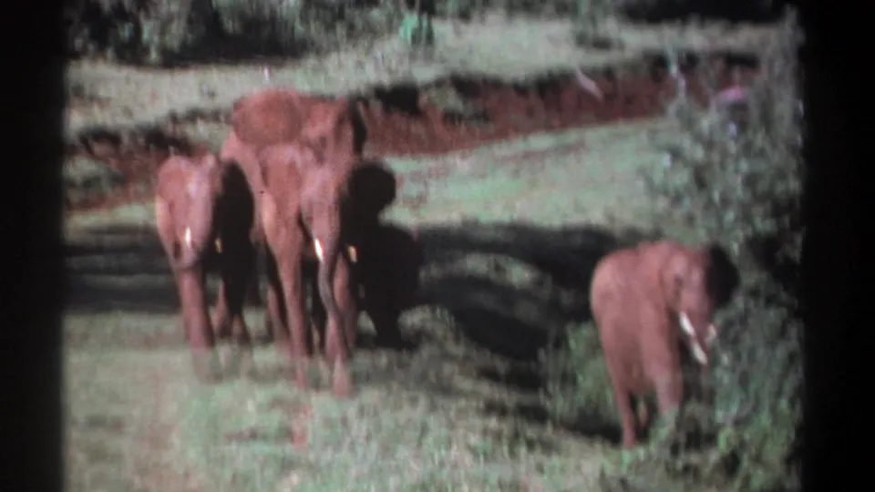 1969 Kenya 8mm frame with adult elephants and a calf facing toward the camera on grass, with shaded trees and red earth behind them.