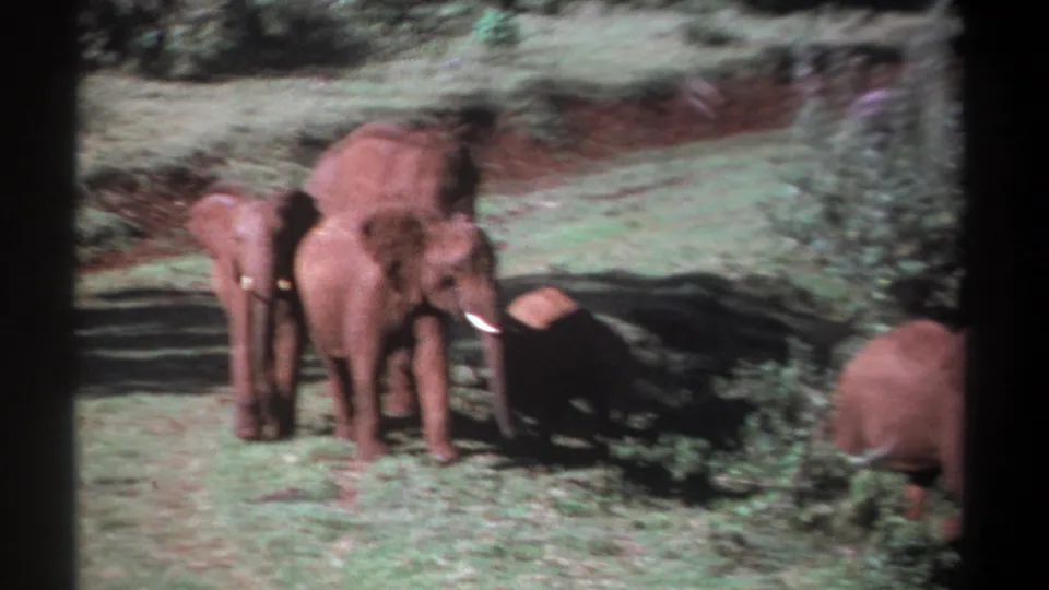 1969 Kenya 8mm frame showing elephants and calves clustered on a grassy area, with foliage at the edge of the frame and visible film softness.