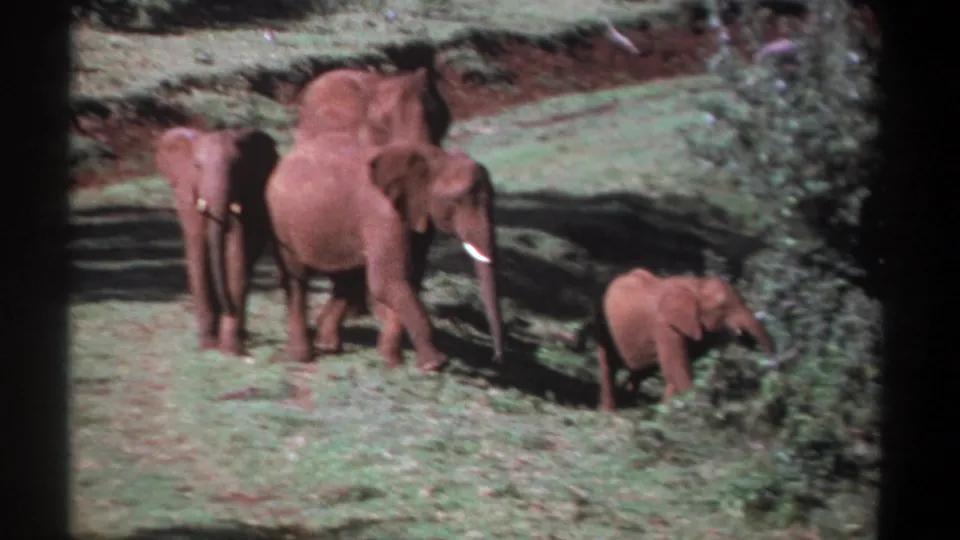 1969 Kenya 8mm frame of an elephant family with calves moving near bushes across grass and reddish soil in a sun-dappled clearing.