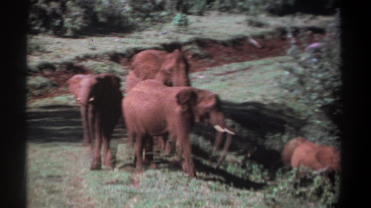 Several elephants, including a smaller young elephant, stand on patchy grass near bushes.