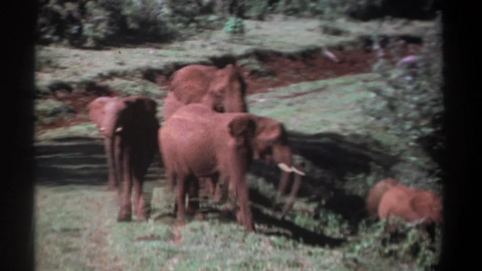 In Kenya 1969 footage, a small elephant and larger adults gather on patchy grass with reddish dirt and shrubs behind them.