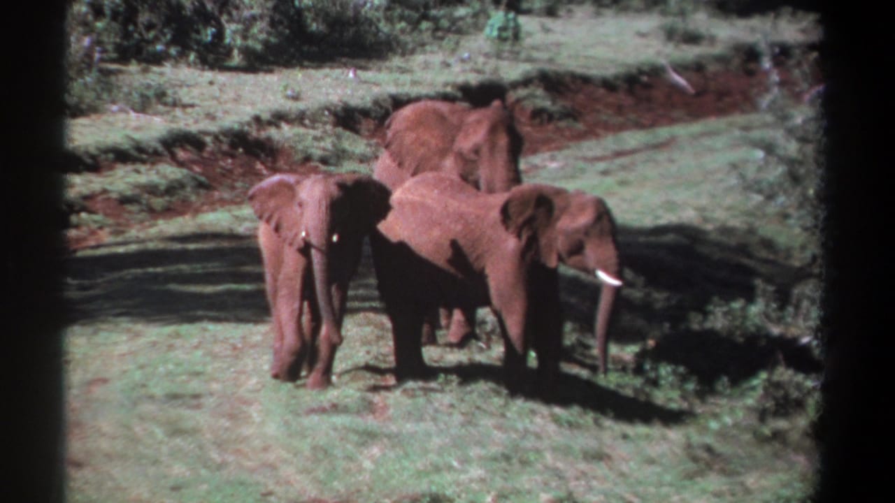 Adult elephants and a calf stand together on grass beside a reddish dirt bank.