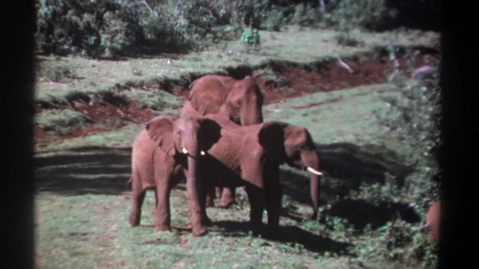 Kenya 1969 home-movie footage shows elephants grouped near low vegetation, with soft focus and faded color from the 8mm scan.