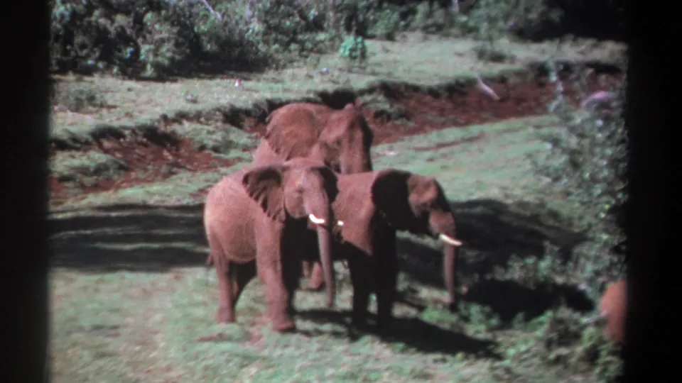 The 1969 Kenya clip frames tusked elephants on patchy grass, with shrubs and reddish earth forming the background.