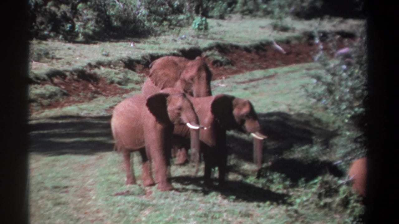 Elephants, including a smaller calf, stand in a grassy forest clearing.
