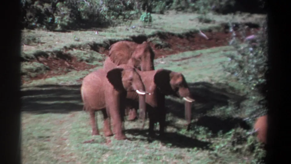 1969 Kenya 8mm frame of elephants with a young calf in a sunlit grassy clearing bordered by trees.