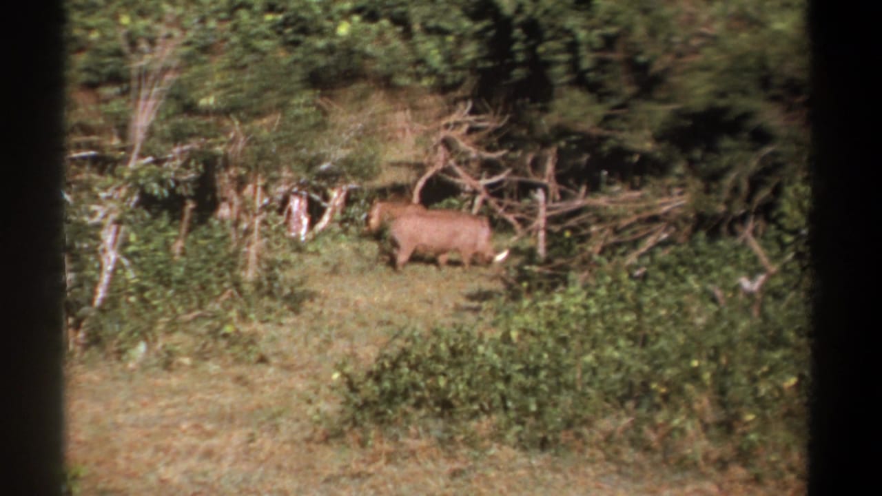 Two large brown animals graze in a brushy clearing near trees.