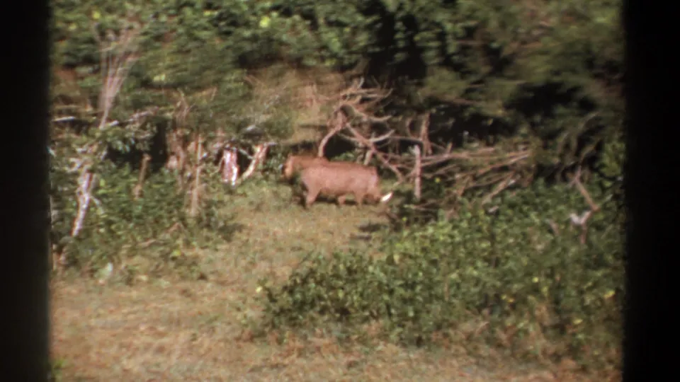1969 Kenya footage frame with two large brown animals, possibly hippos or warthogs, in a green clearing bordered by dense brush.
