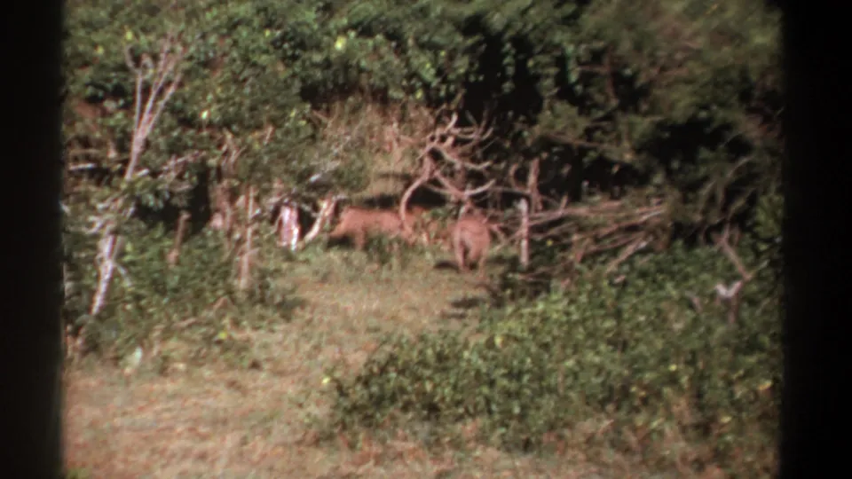 1969 Kenya home-movie frame showing two large brown animals partly hidden by vegetation at the edge of a grassy wildlife area.