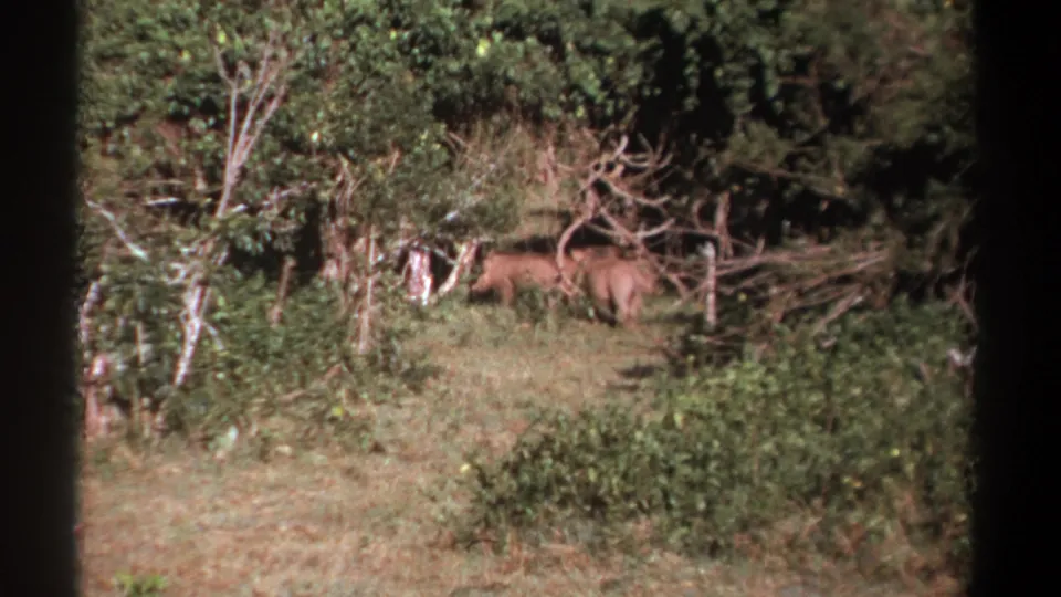 1969 Kenya frame with large brown animals grazing near dense vegetation, pale trunks, and tangled branches in a wooded enclosure or clearing.
