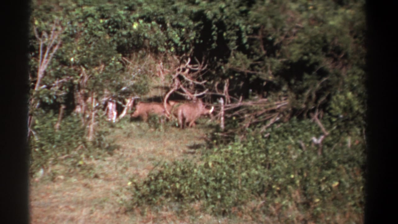 Two brown wild boars stand in a sunlit bush clearing near fallen branches.