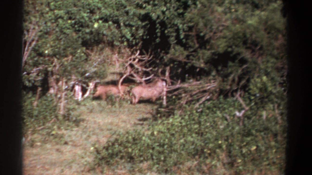 Two brown wild boars move along the edge of thick green brush.