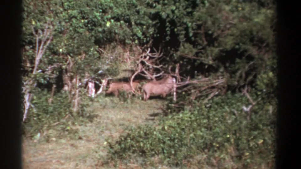 In 1969 Kenya footage, two wild boars forage near tangled branches and dense green vegetation.