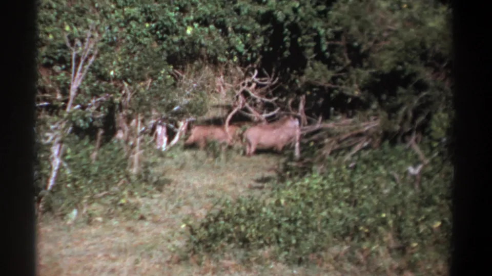 Two wild boars stand at the edge of dense Kenya bush in soft, grainy 1969 8mm home-movie footage.
