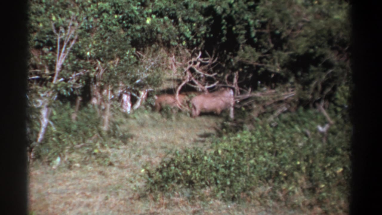 Wild boars or wild pigs stand in a green bush clearing with fallen branches behind them.