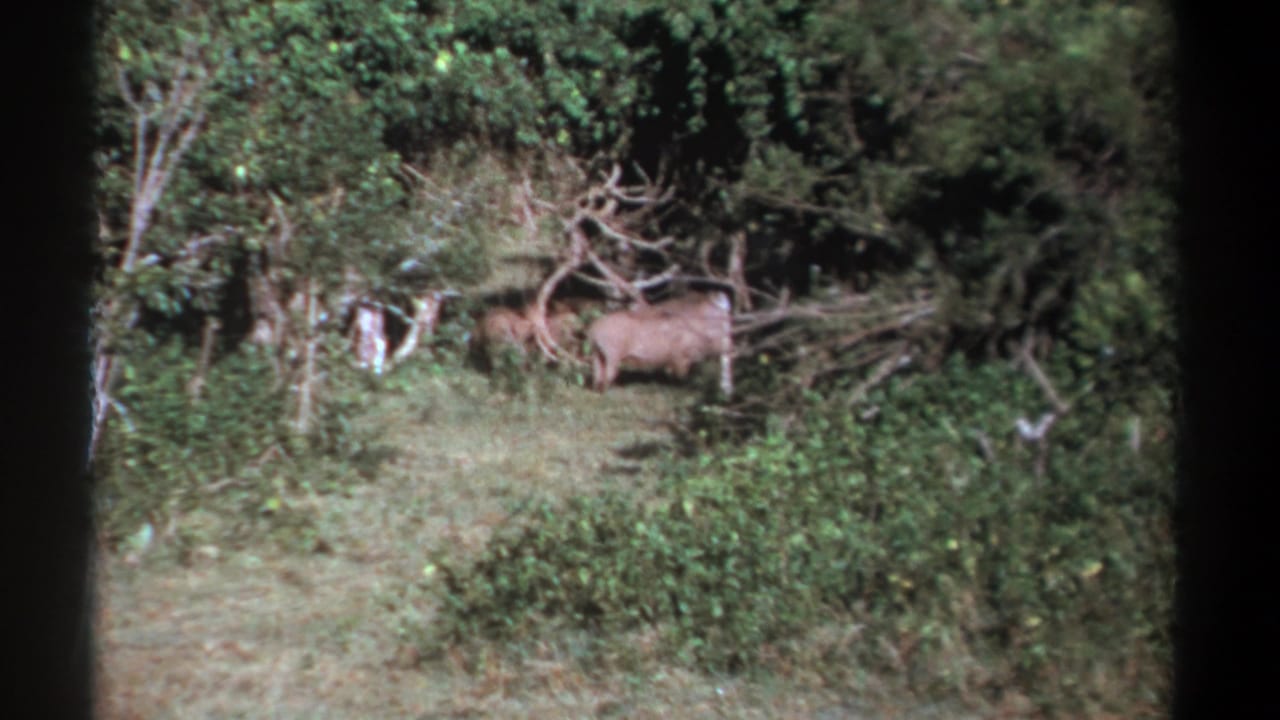 Two wild boars or wild pigs are partly visible among bushes and dry branches.