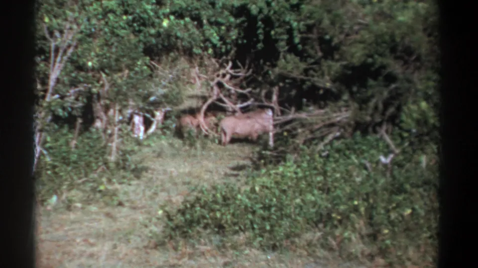 1969 Kenya 8mm frame with wild boars or wild pigs partly obscured by vegetation at the edge of a bush clearing.