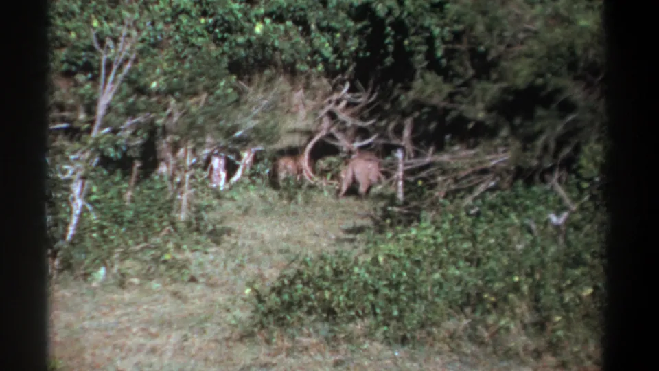 1969 Kenya 8mm frame showing a wild boar or wild pig moving left through scrub grass beside thick vegetation.