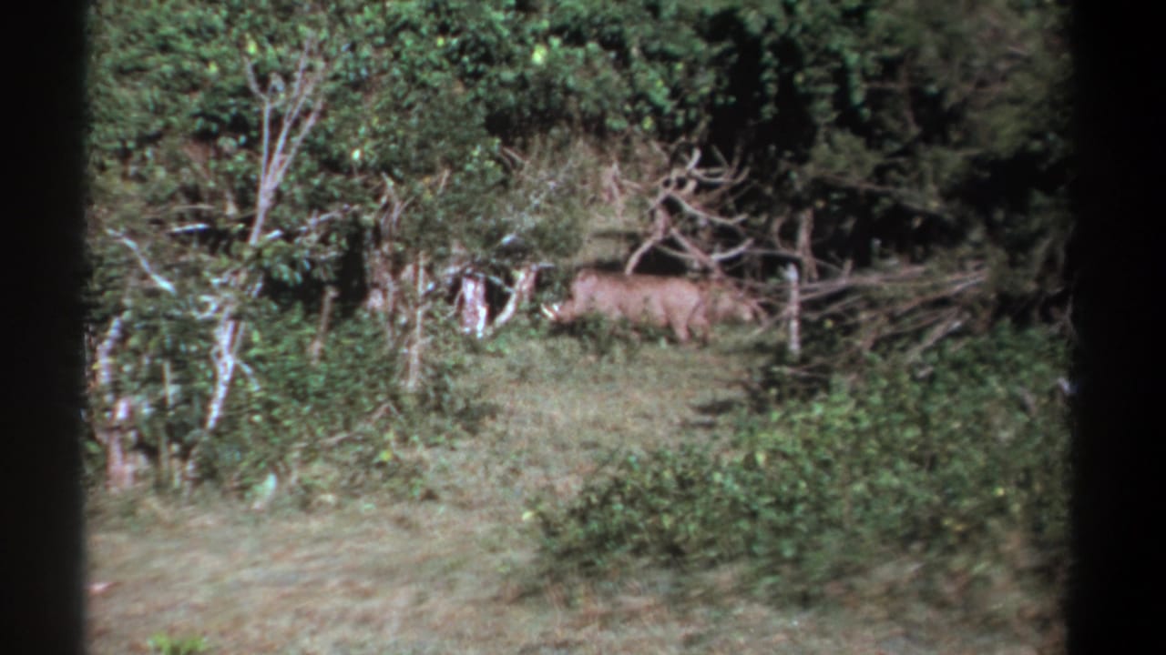 Brown animal standing in dense green scrub beside pale tree trunks.