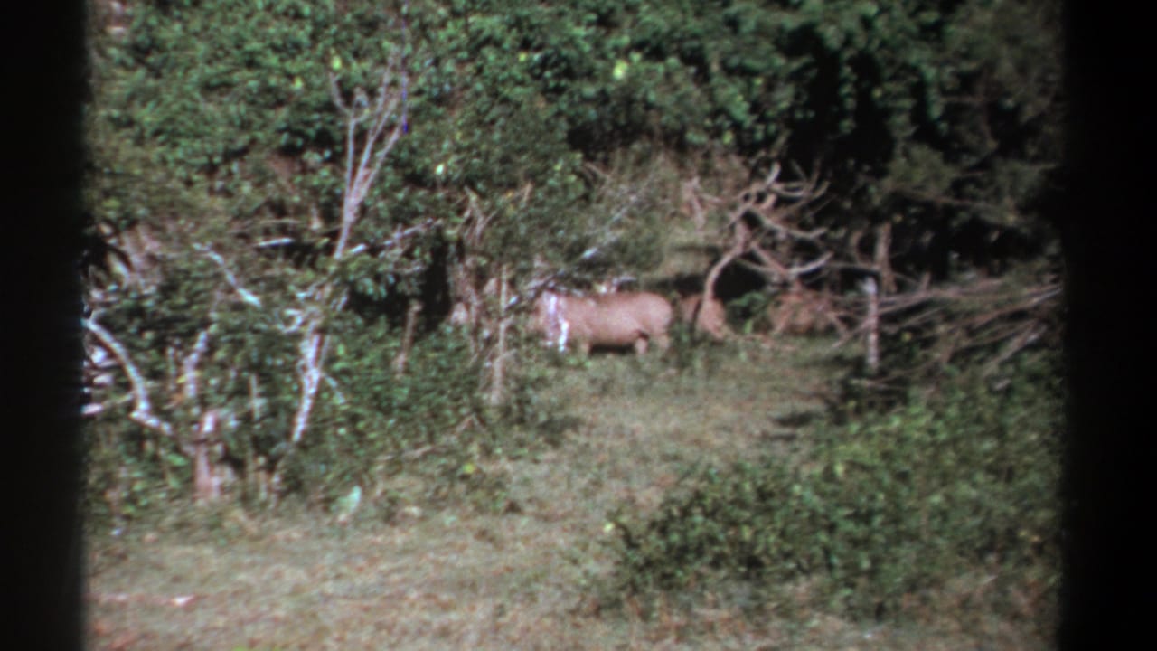 Brown animal moving across a grassy opening amid dense trees.