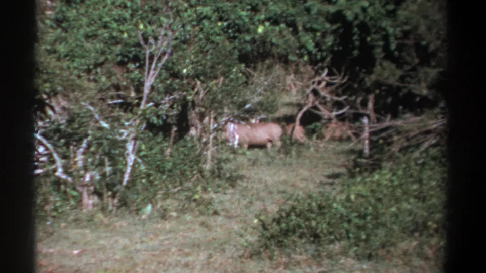 The animal moves through sun-dappled vegetation in the 1969 Kenya forest scene.