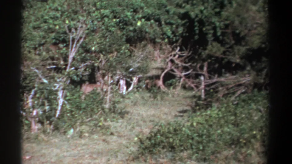 The animal is mostly obscured by scrub as it retreats into the wooded Kenya setting.
