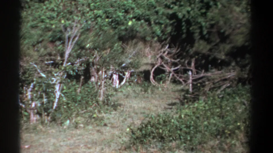 The final frame holds on the wooded clearing and thick vegetation after the animal disappears.