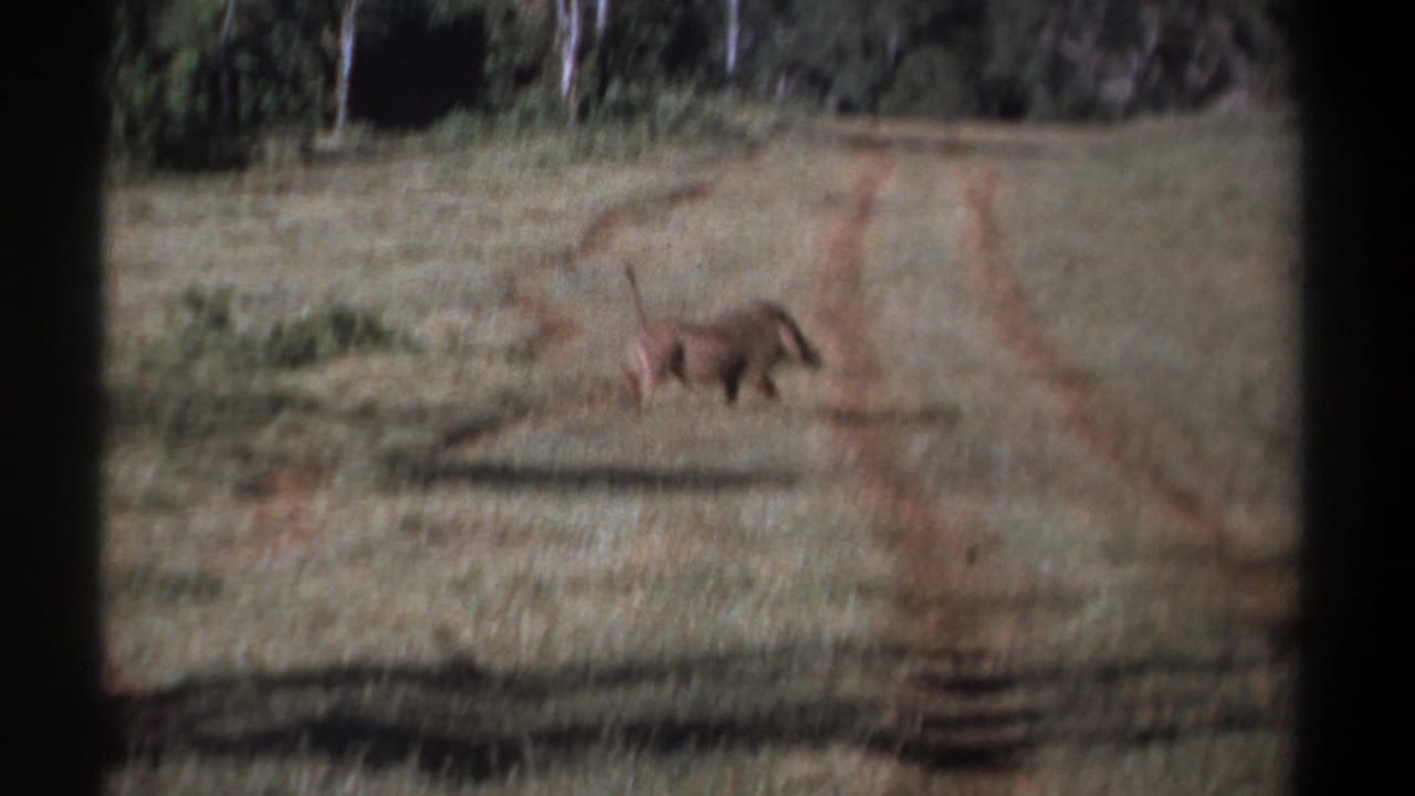 1969 Kenya 8mm frame showing a warthog in open grass near reddish vehicle tracks, with trees in the background.