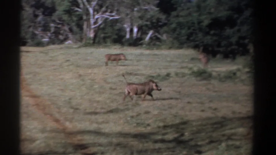 1969 Kenya 8mm frame with multiple warthogs spread across a sunlit grassy field near a wooded edge.