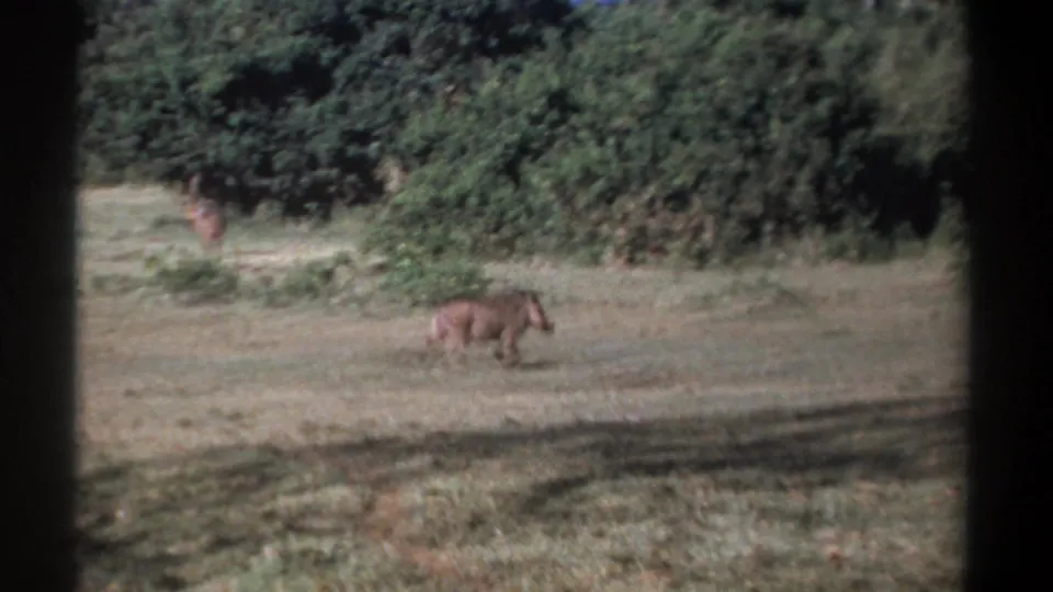 1969 Kenya 8mm frame showing a warthog crossing a meadow, with another warthog partly visible near dense trees.