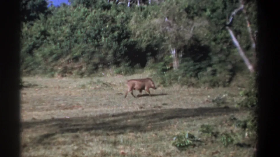 1969 Kenya 8mm frame showing a warthog in profile crossing open grass before dense green shrubs and trees.