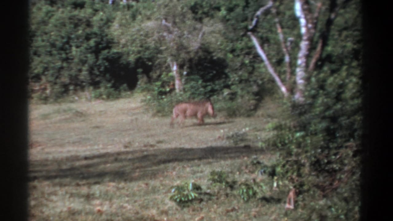 A boar-like animal stands in a grassy clearing near dense trees.