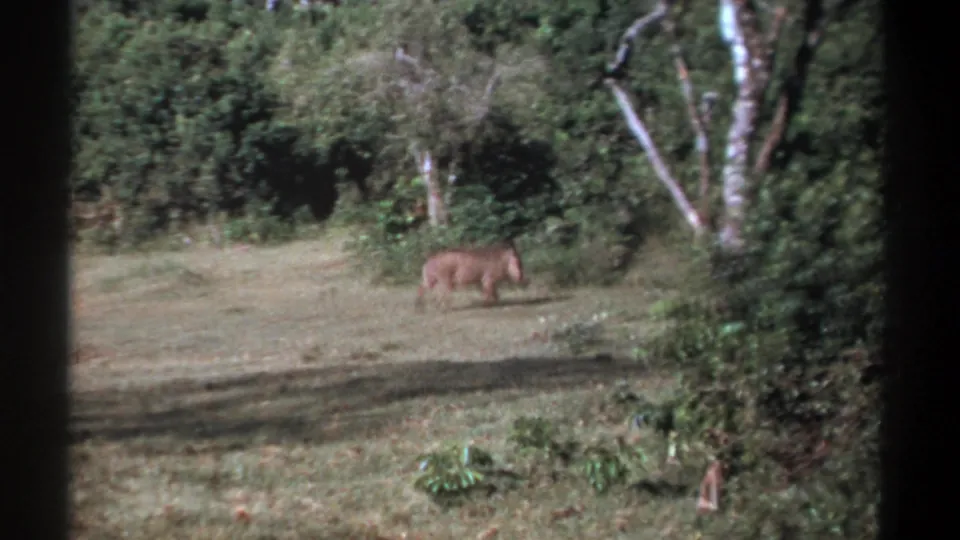 A boar-like animal forages near the tree line in a Kenya 1969 8mm wildlife home-movie frame.