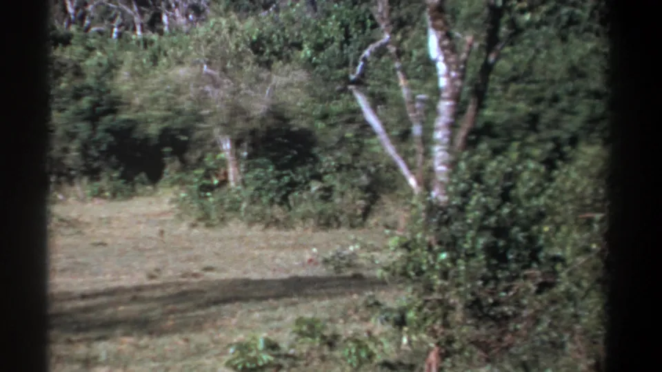 A static Kenya 1969 8mm view shows the grassy clearing and dense trees after the animal has moved away.