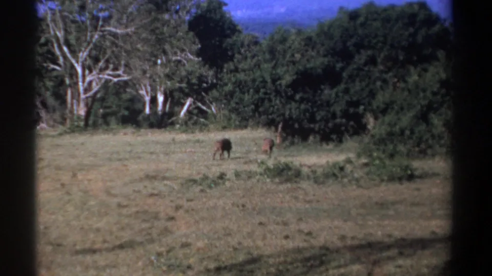 Two distant boar-like animals appear in a sunlit Kenya clearing, framed by dense trees on 8mm film.