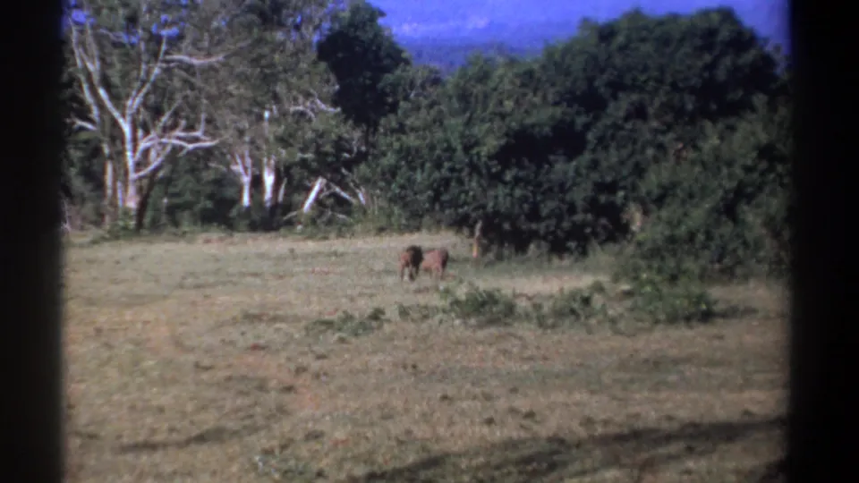Two boar-like animals cluster near dense vegetation in a Kenya 1969 8mm wildlife frame.
