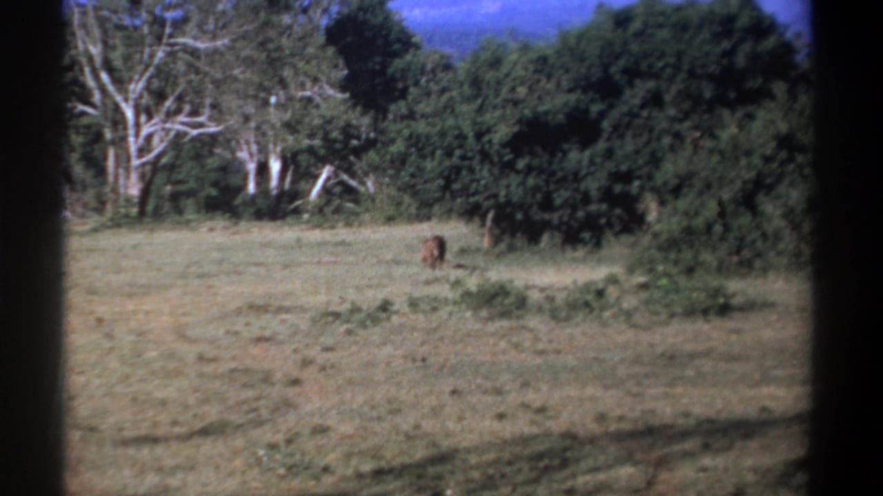 A warthog stands in open grassland near dense trees and pale trunks.