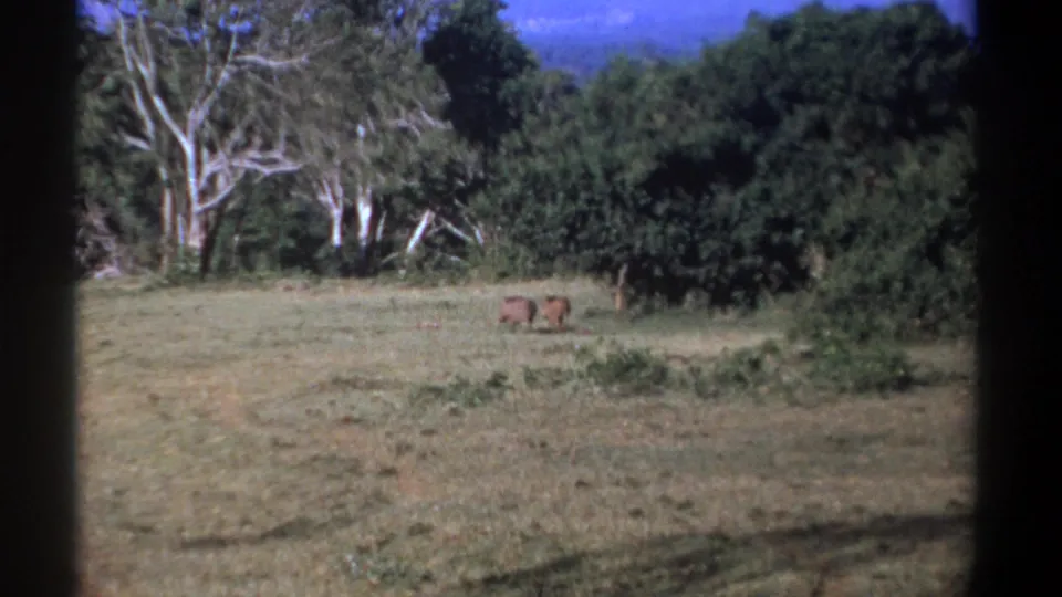 1969 Kenya 8mm frame with two warthogs walking through open grassland, bordered by dense shrubs, pale tree trunks, and a hazy distant ridge.