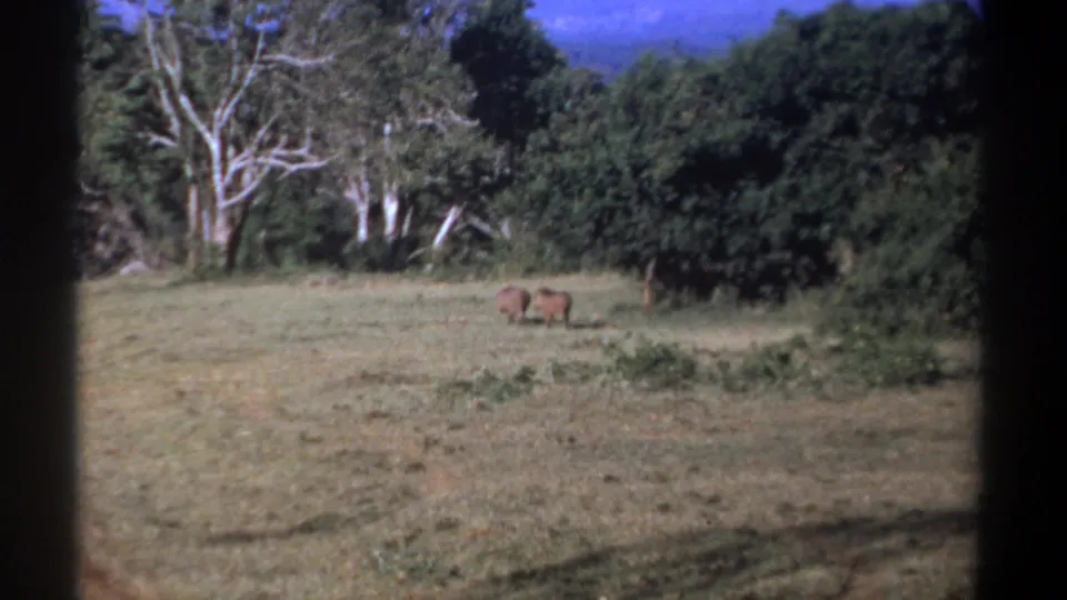 1969 Kenya 8mm frame showing two warthogs in a sunlit grassy clearing, with shrubs, pale trees, and dense green foliage behind them.